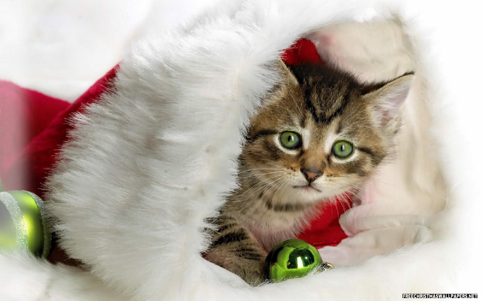 Cute Christmas Kitty