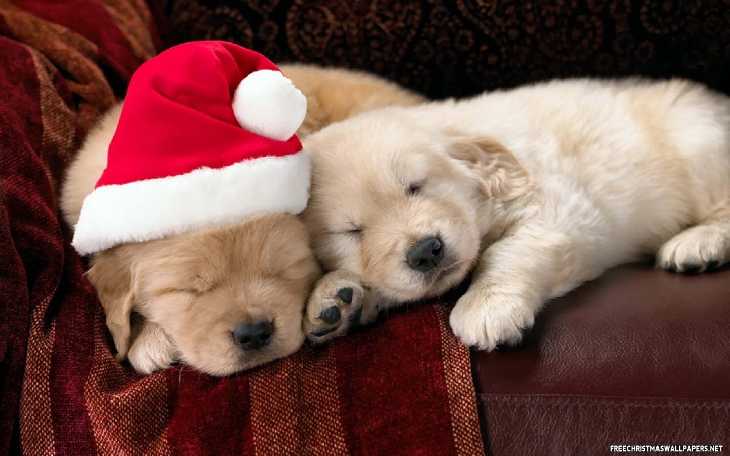 Cute Christmas Puppies