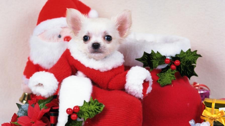 Christmas Puppy Dog