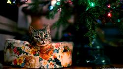 Cute Christmas Cat
