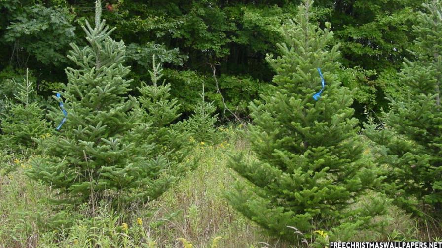 Fraser Fir Christmas Tree