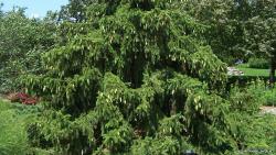 Norway Spruce Tree